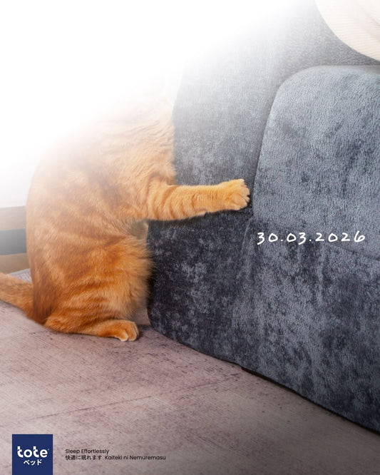 Pecinta Kucing Nggak Perlu Cemas! Ini Rekomendasi Sofa Anti Cakar Kucing