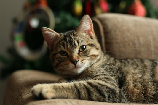 Pet Friendly Furniture: Solusi Cerdas untuk Pemilik Anabul